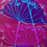 Cow Parsley