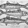 Fleetwood Mackerel