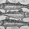 Fleetwood Mackerel